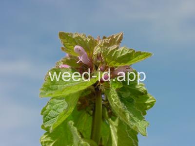 deadnettle, purple
