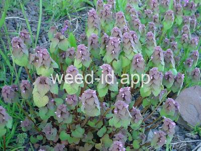 deadnettle, purple