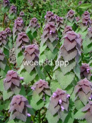 deadnettle, purple
