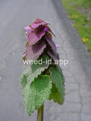 deadnettle, purple