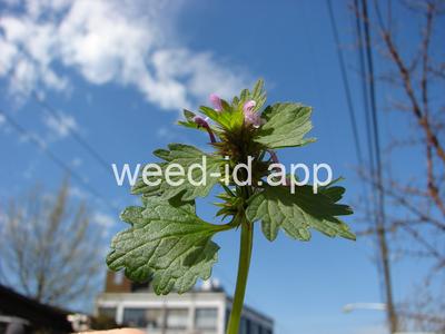 deadnettle, purple