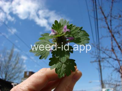 deadnettle, purple