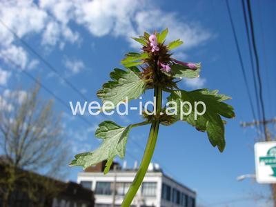 deadnettle, purple