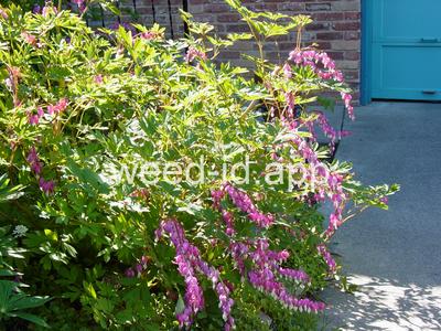 Lamprocapnos spectabilis