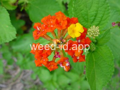 lantana, largeleaf