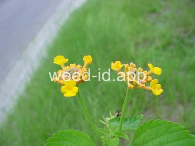 lantana, largeleaf