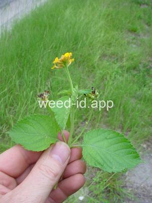 lantana, largeleaf