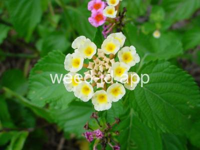 lantana, largeleaf