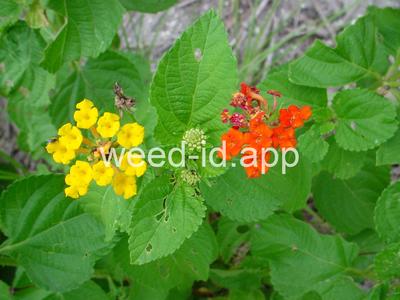 lantana, largeleaf