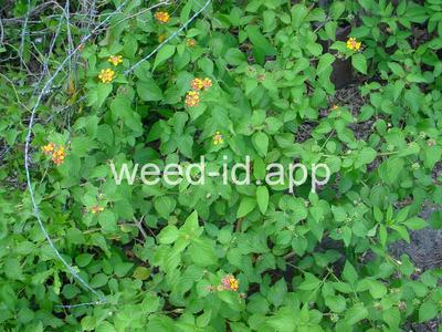 lantana, largeleaf