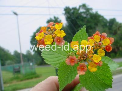 lantana, largeleaf