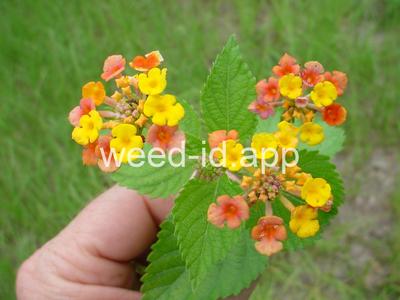lantana, largeleaf
