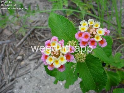 lantana, largeleaf