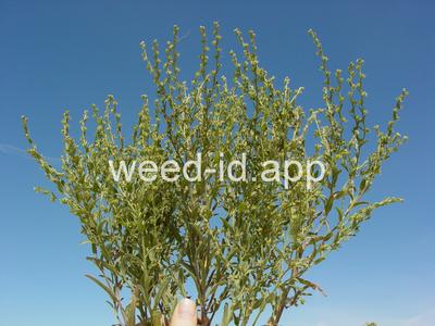 sticktight, European