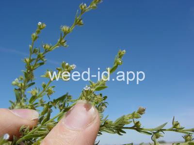 sticktight, European