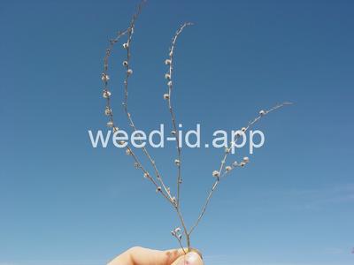 sticktight, European