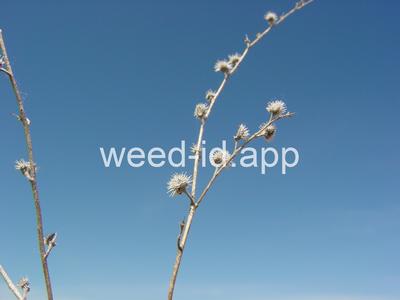 sticktight, European