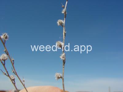 sticktight, European