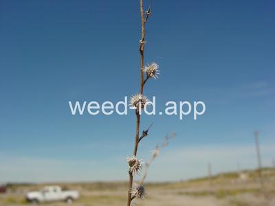 sticktight, European