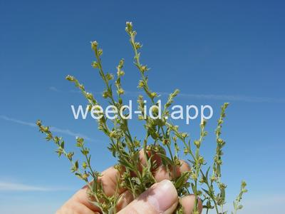 sticktight, European