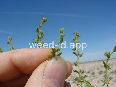 sticktight, European