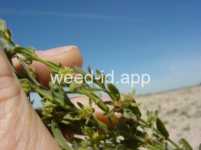 sticktight, European