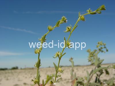 sticktight, European