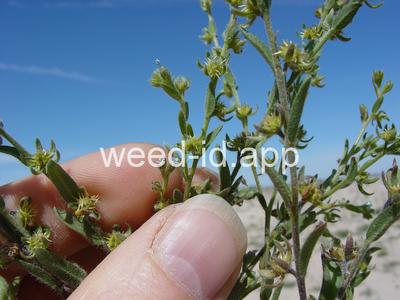 sticktight, European