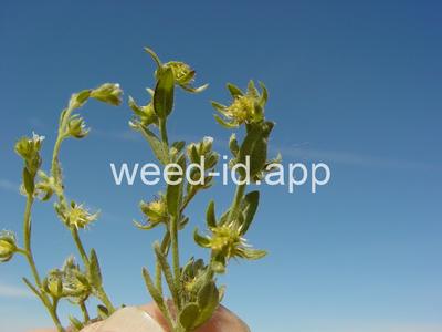 sticktight, European