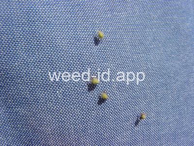 sticktight, European