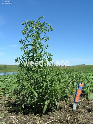 sticktight, European