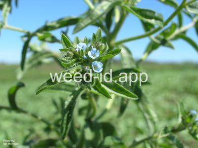 sticktight, European