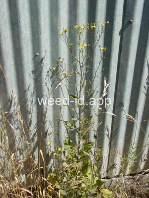 nipplewort