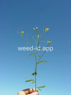 nipplewort