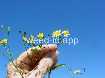 nipplewort