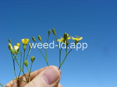 nipplewort