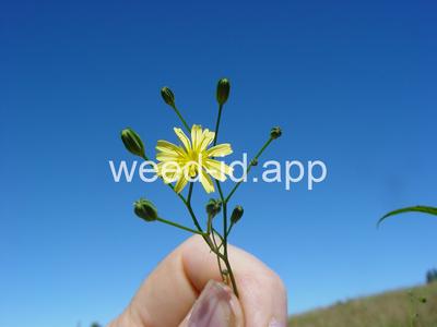 nipplewort