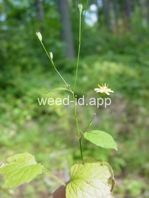 nipplewort