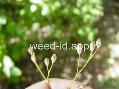 nipplewort