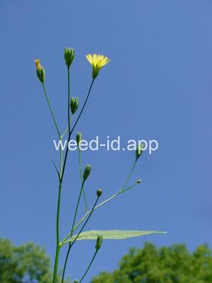 nipplewort