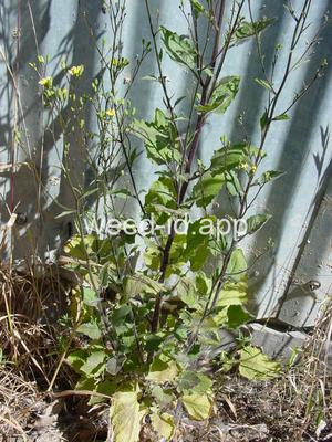 nipplewort