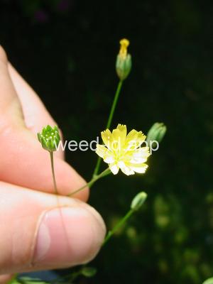 nipplewort