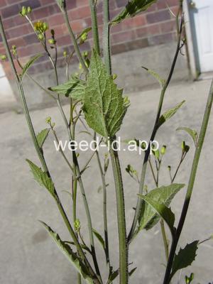 nipplewort