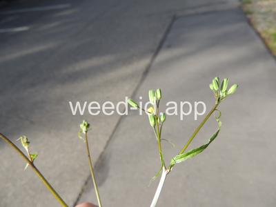 nipplewort
