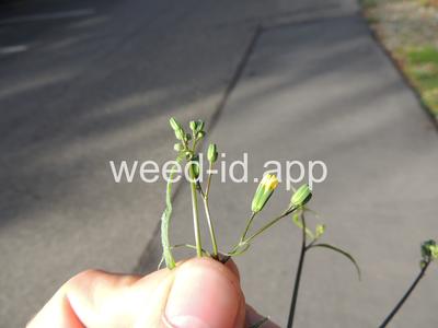 nipplewort