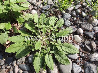 nipplewort