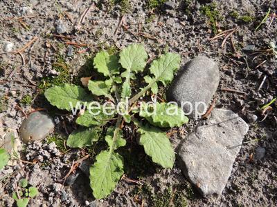 nipplewort