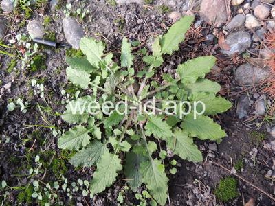 nipplewort