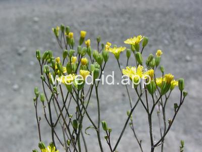 nipplewort