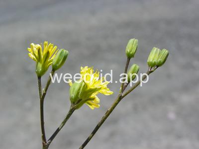 nipplewort